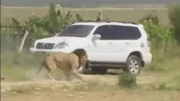 Mataron a un león que se había escapado de una reserva