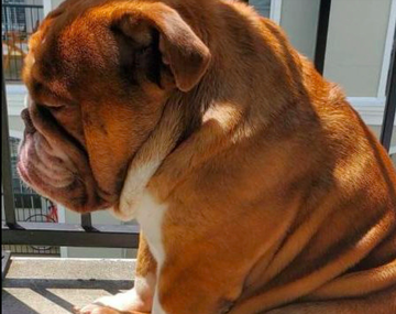 La tierna postal de bulldog que está triste por la cuarentena que se hizo viral