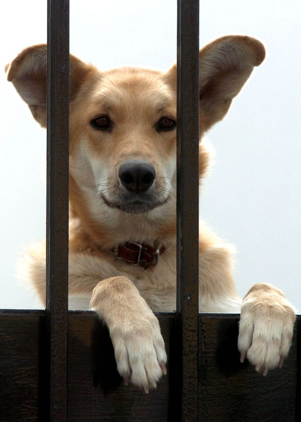 Detienen a un coreano que mataba perros callejeros y vendía la carne en un súper