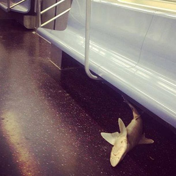 Apareció un tiburón en un subterráneo de Nueva York