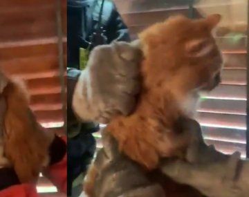 VIDEO: El dramático rescate de un gato atrapado en una cortina