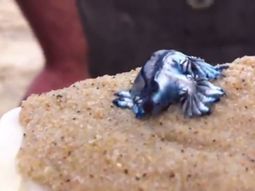 Todos opinan: ¿Qué es esta extraña criatura?