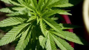 cuanto costara la marihuana regulada en uruguay cuanto costara la marihuana regulada en uruguay