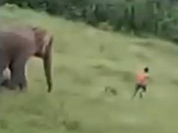 Dramático: un elefante mató a pisotones a un nene que se acercó demasiado a la manada