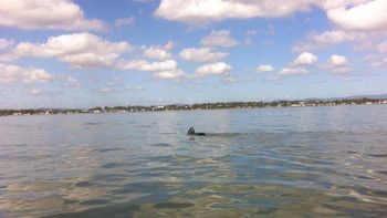 rescataron sano y salvo a un caballo que nado 11 kilometros en el mar rescataron sano y salvo a un caballo que nado 11 kilometros en el mar