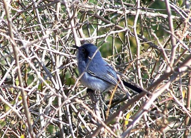 Una embarazada se perdió en un monte y sobrevivió comiendo pájaros