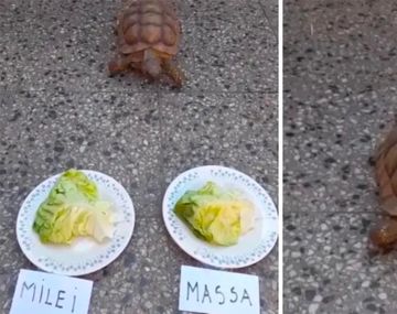 La tortuga viral que predijo Argentina campeón del mundo dio su pronóstico del balotaje