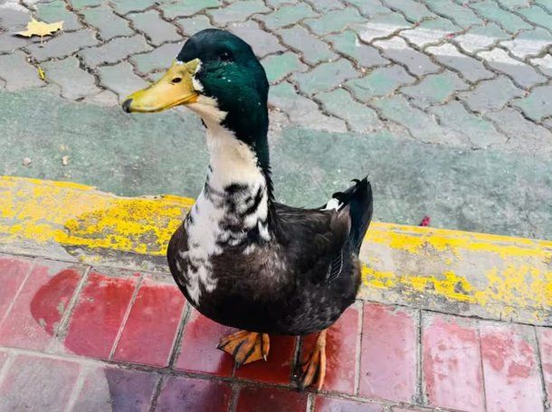 Mendoza: denunciaron al pato Juan por agredir a mascotas y ahora tiene abogado