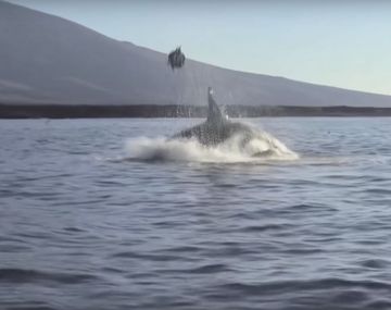 Una orca vuelve loca a una tortuga