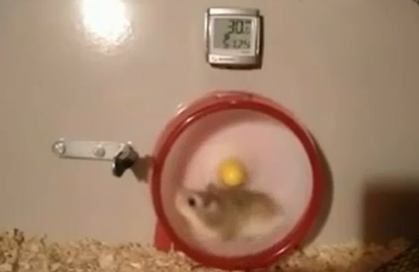 VIDEO: mirá al hámster más rápido del mundo