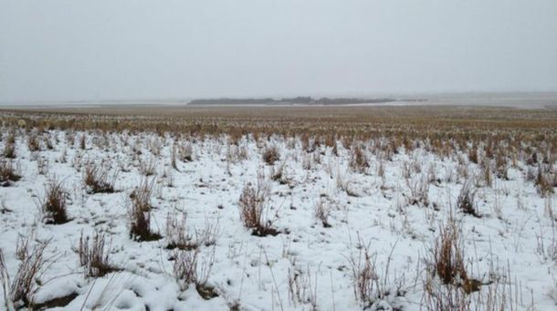 Veo, veo: una mujer perdió a sus ovejas y las encontró en esta foto