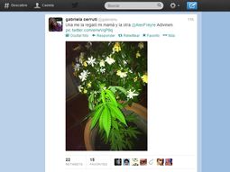 polemica en twitter por las plantas de una legisladora polemica en twitter por las plantas de una legisladora
