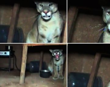 El animal estaba escondido debajo de una mesa