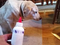 A este perro no le gustan los remedios