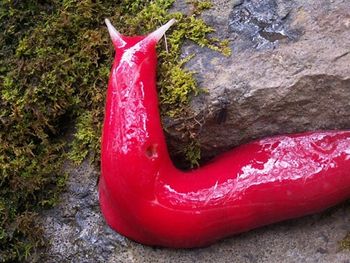 Encuentran una babosa gigante y rosa en Australia