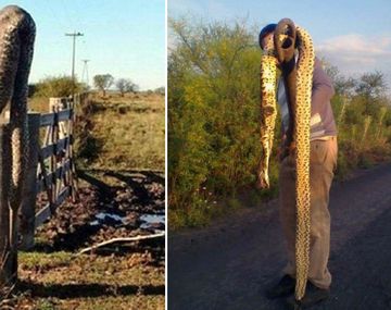 Invasión de víboras gigantes en Entre Ríos tras las inundaciones