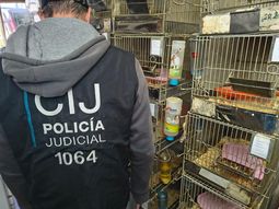 Maltrato animal en Balvanera: desmontan un criadero ilegal de erizos africanos