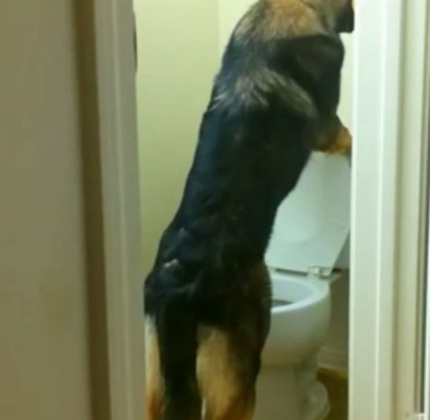 VIDEO: conocé al perro más educado del mundo