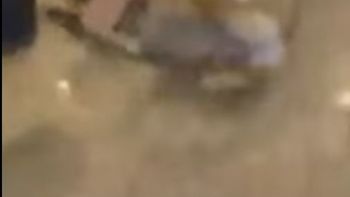 un perro se emociono al ver a su dueno despues de 3 anos y revoluciono la web un perro se emociono al ver a su dueno despues de 3 anos y revoluciono la web