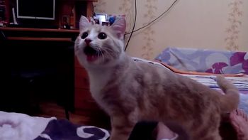 el insolito video de un gato que se cree perro el insolito video de un gato que se cree perro