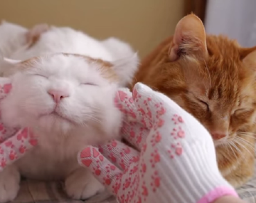 El placentero masaje que recibe este gato