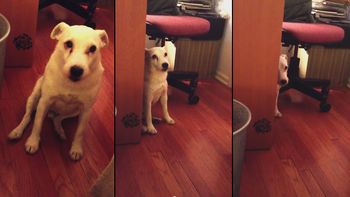 el perro que es viral por ser demasiado culpable el perro que es viral por ser demasiado culpable