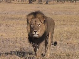 un cazador espanol mato a cecil, el leon mas viejo y hermoso de africa un cazador espanol mato a cecil, el leon mas viejo y hermoso de africa