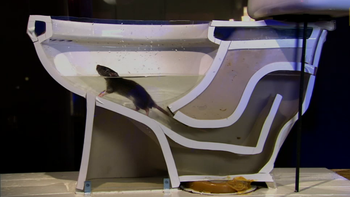 ¿cuan facil podria una rata salir por tu inodoro? ¿cuan facil podria una rata salir por tu inodoro?