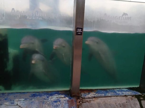 Informes revelan cómo están los delfines del Aquarium de Mar del Plata, tras denuncias de maltrato animal