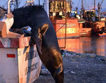 El truco de un lobo marino descubierto comiendo camarones