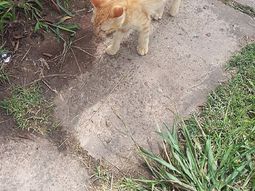 Tiraron un gatito desde una camioneta y una vecina los denunció por Facebook