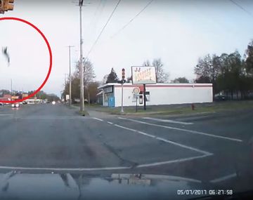 Un ganso recibió el impacto de un rayo mortal