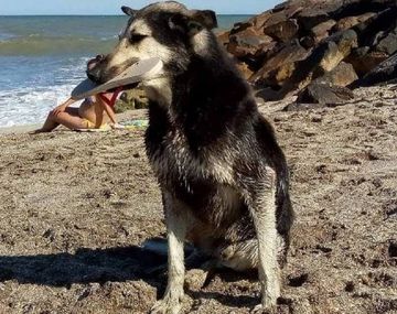 El perro que roba ojotas en Santa Clara
