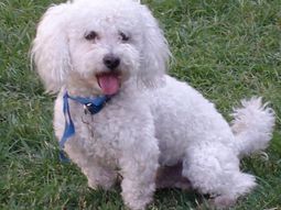 la justicia ordeno un adn y una mujer recupero a su caniche