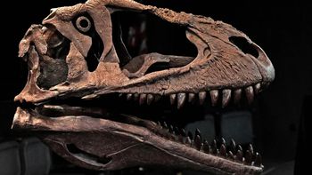 El especímen pertenece al período Creatácico de América del Sur. El especímen pertenece al período Creatácico de América del Sur.