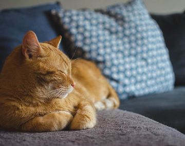 El gato Gerry heredó alrededor de 30.000 euros