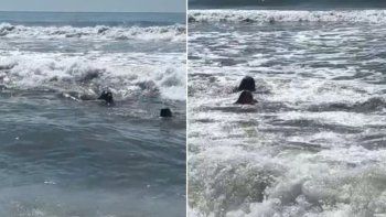 un lobo marino acecho a banistas en una playa de mar del plata un lobo marino acecho a banistas en una playa de mar del plata
