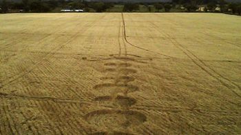 ¿ovnis? aparecen misteriosos circulos en una plantacion de salta ¿ovnis? aparecen misteriosos circulos en una plantacion de salta