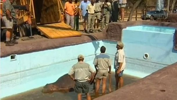 Hipopótamo muere tras quedar atrapado en una pileta en Sudáfrica