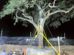 Escándalo en Córdoba por el traslado de un árbol de casi 300 años para ampliar una avenida