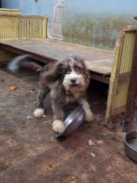 Ciudad: rescataron a 20 perros que estaban hacinados en un criadero ilegal