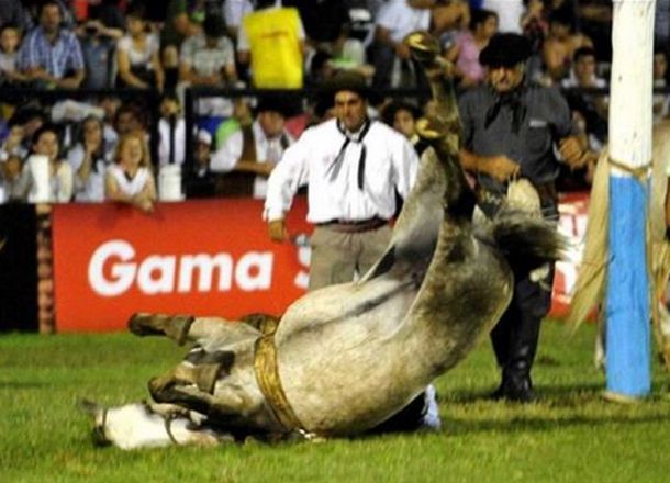 Jesús María: un jinete se rompió la mandíbula y hay marchas contra el maltrato animal