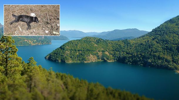 Alerta en San Martín de los Andes por la aparición de perros muertos junto al lago