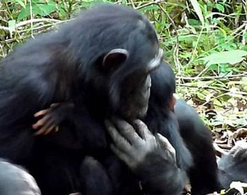 La historia de la chimpancé con Down