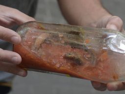 insolito: hallan una vibora en una salsa insolito: hallan una vibora en una salsa