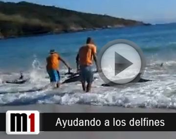 El salvataje de unos 30 delfines encallados
