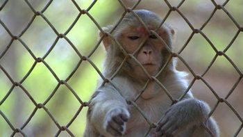 un mono fue capturado y encarcelado por ladron en la india un mono fue capturado y encarcelado por ladron en la india