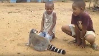 video: un carinoso lemur pide que no lo dejen de acariciar video: un carinoso lemur pide que no lo dejen de acariciar
