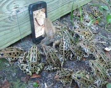 VIDEO: las ranas miran entrenenidas lombrices en un iPhone