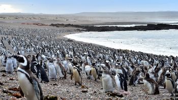 Record de llegada de pingüinos en Punta Tombo Record de llegada de pingüinos en Punta Tombo